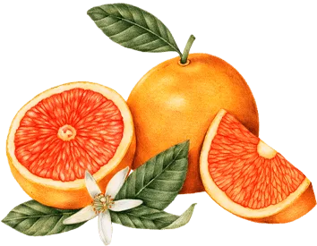 Health Coaching 4 shape image