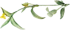 Health Coaching 21 Shape Image Three