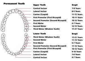 permanent teeth diagram